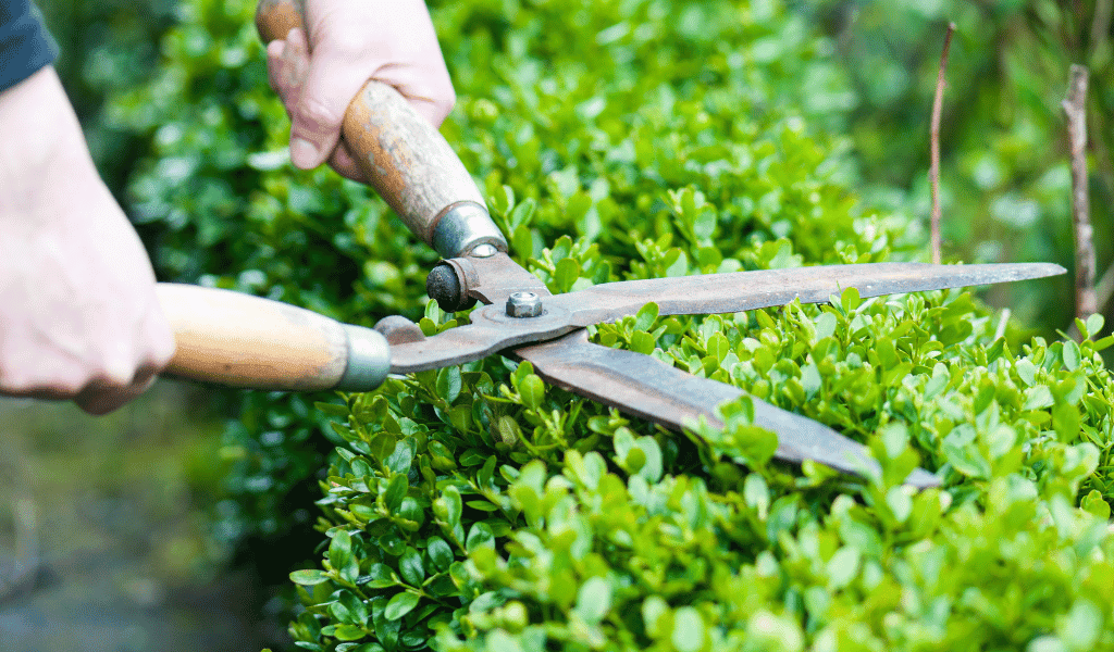 Small Bush Trimming And Pruning