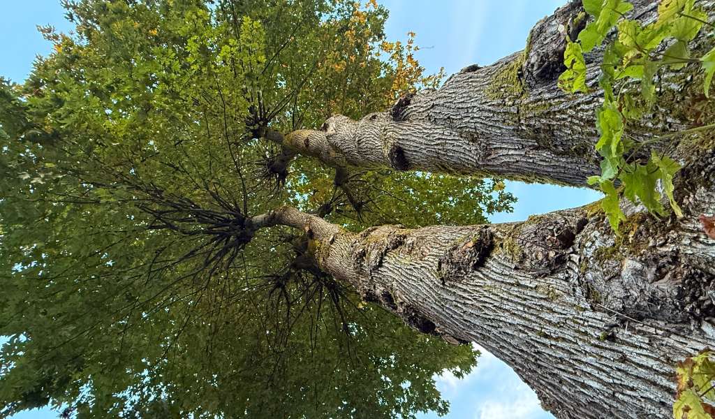 Tree Preservation | Aadams Tree Service, Tree Care, Tree Trimming &Amp; Pruning, Tree Removal, Stump Grinding | Tree Service, Tree Trimming &Amp; Pruning, Tree Removal, Stump Grinding | Tree Preservation 1