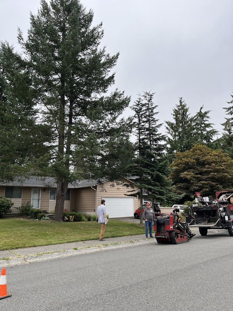 Tree Services In Issaquah