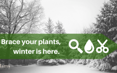 What Should You Be Doing Right Now to Protect Against Winter Damage?